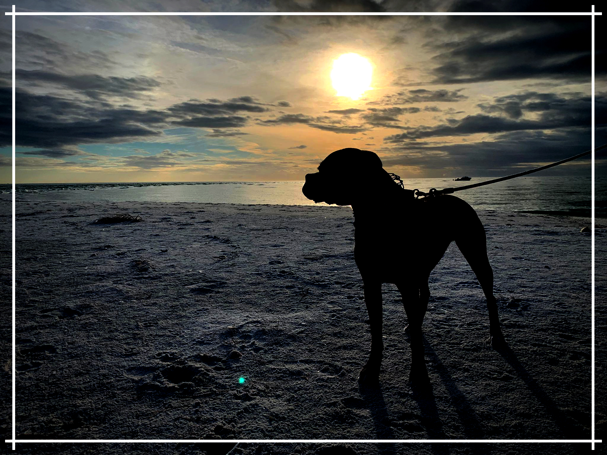 A beautiful puppy on the Gulf Coast of Florida