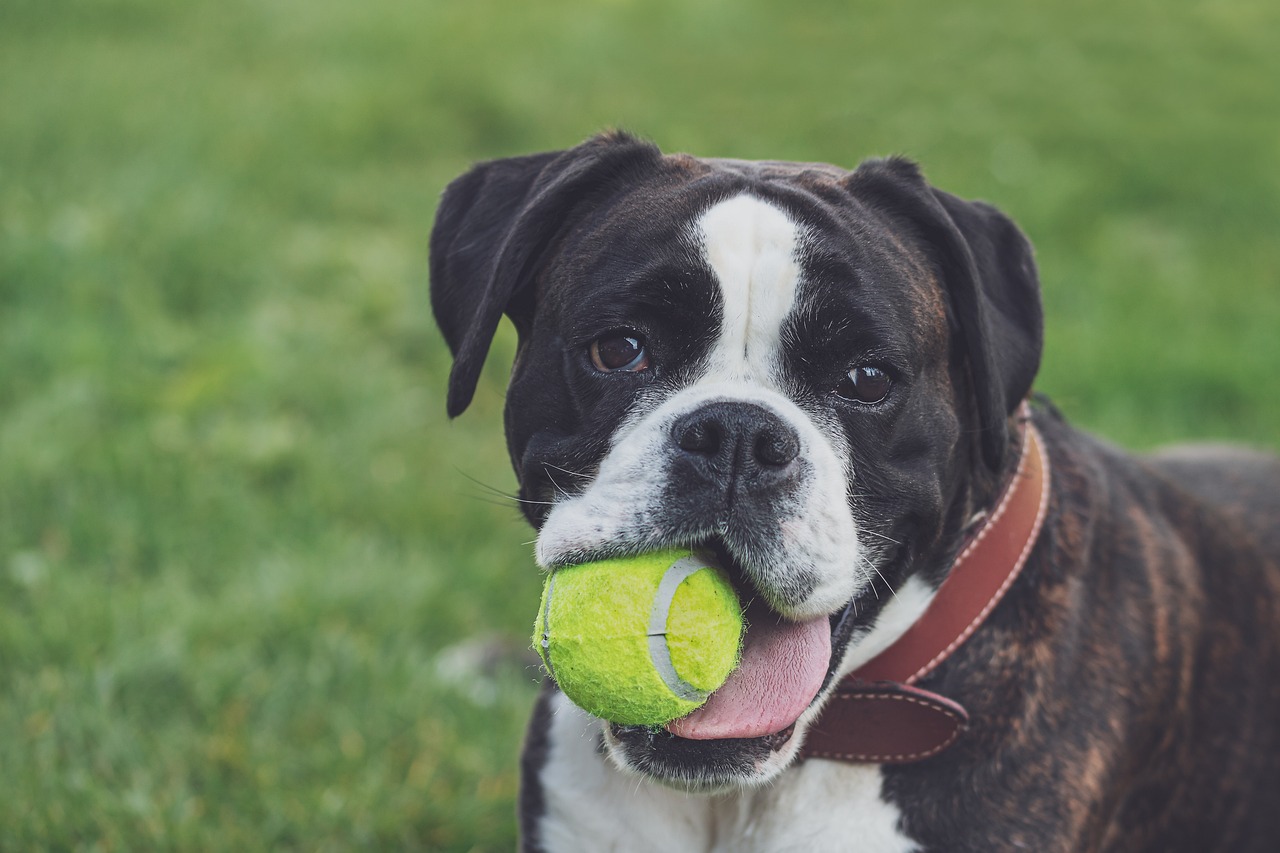 boxer, dog, ball-4214890.jpg