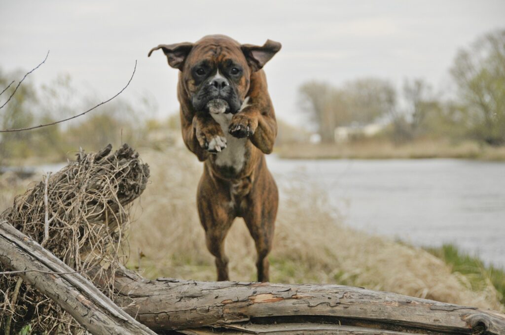 dog, jump, athlete-820554.jpg