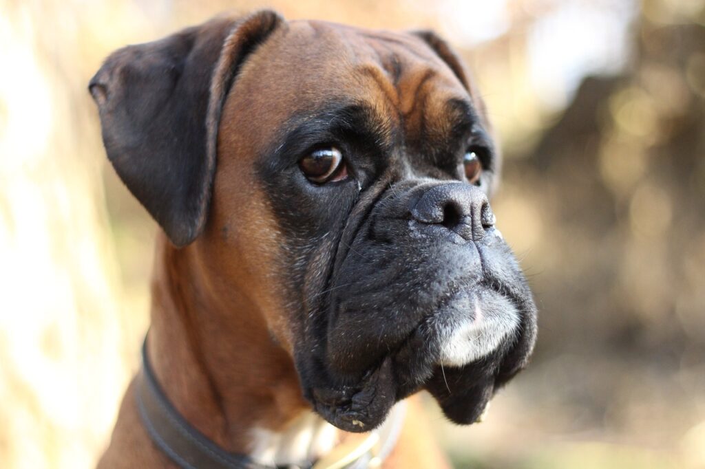 Boxer dog origin debates continue to occur. This is a picture of a beautiful boxer's face.