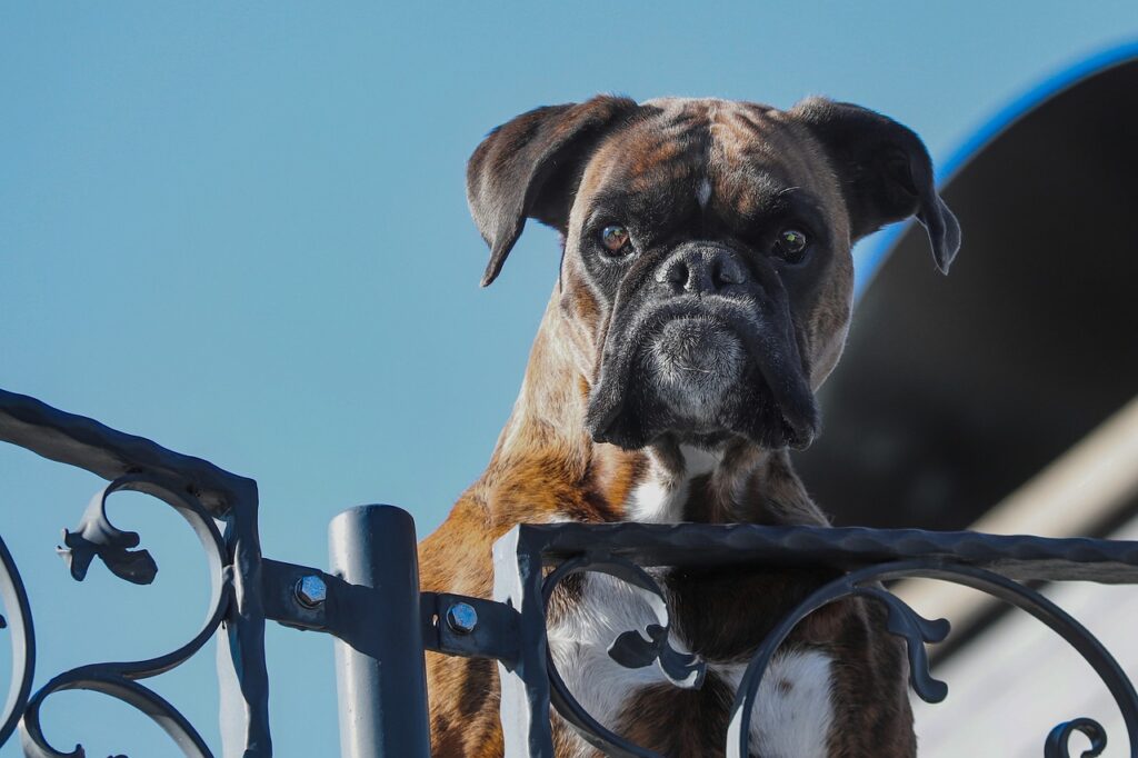 guard dog, domestic animal, boxer-4000952.jpg