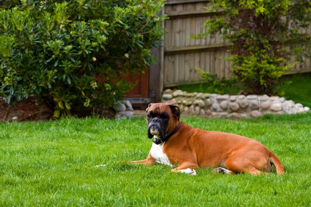 boxer dog, canine, pet-76573.jpg