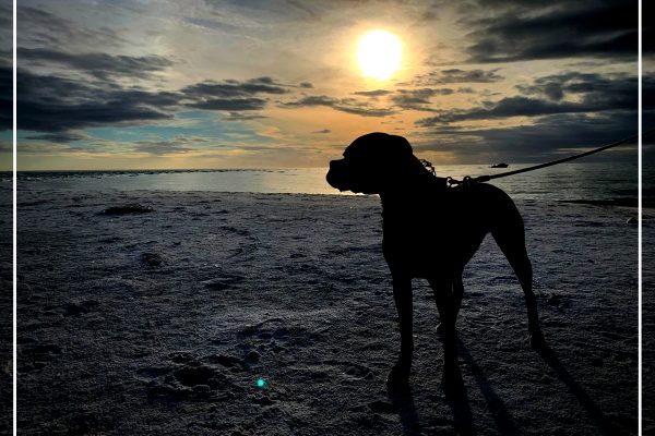 A beautiful puppy on the Gulf Coast of Florida